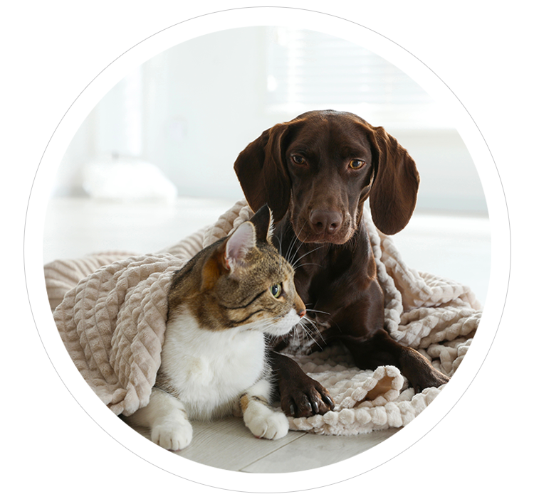 Mobile Pet Grooming Brantford Ontario