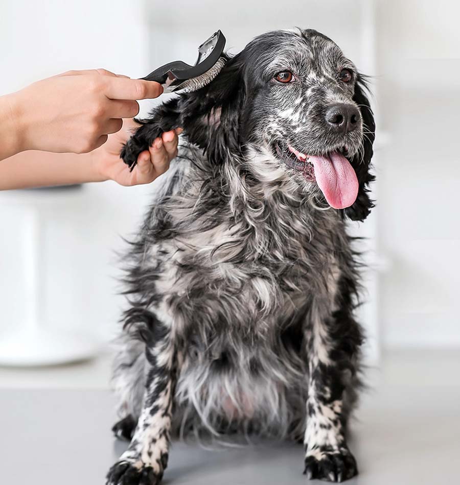 pet grooming services